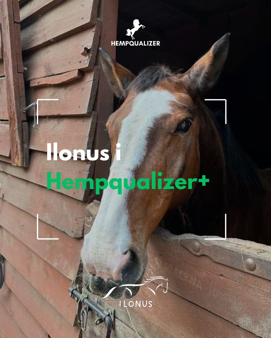 HEMPQUALIZER+ ILONUS RAO/USPOKOJENIE