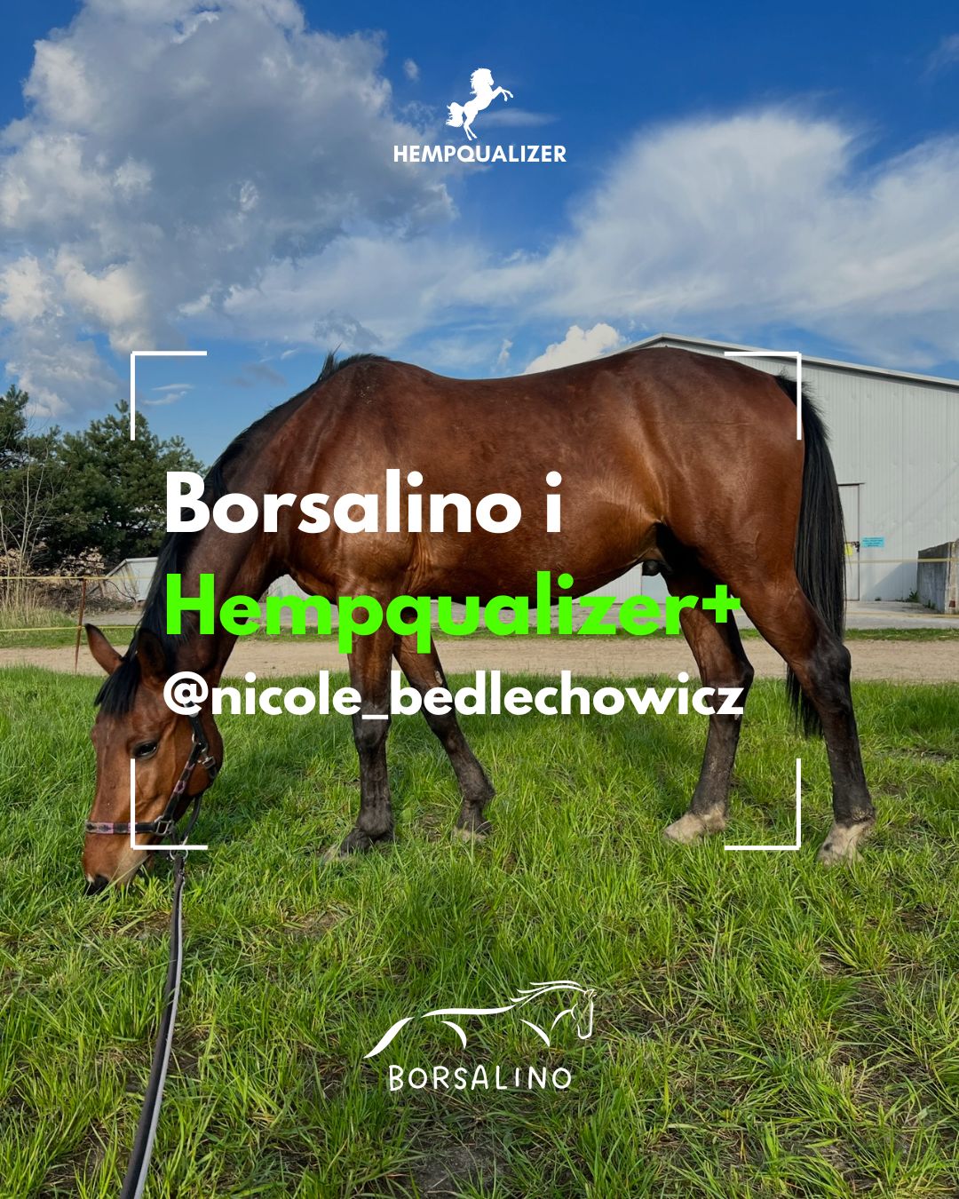 HEMPQUALIZER+ BORSALINO USPOKOJENIE/WRZODY