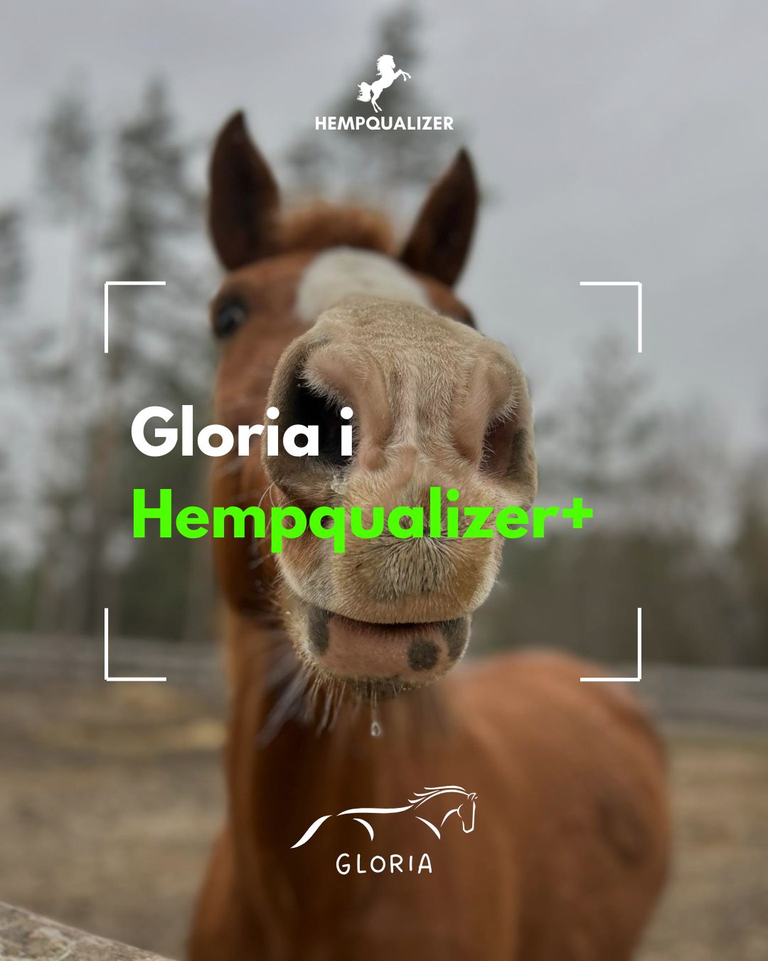 HEMPQUALIZER+ GLORIA USPOKOJENIE/ASTMA