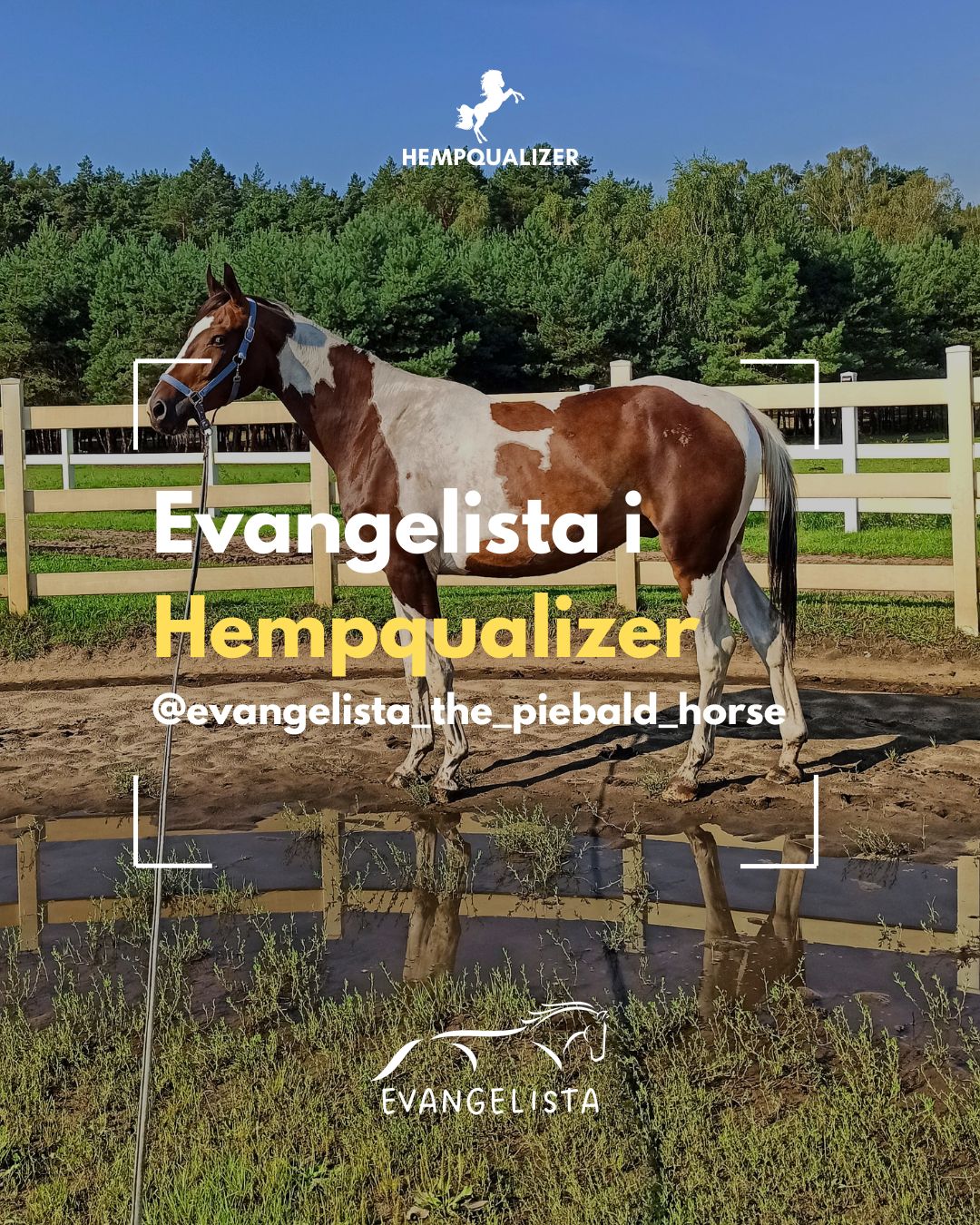 HEMPQUALIZER EVANGELISTA USPOKOJENIE
