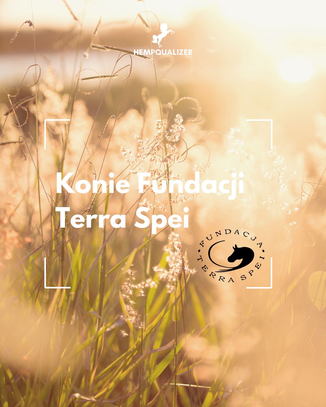HEMPQUALIZER+ KONIE FUNDACJI TERRA SPEI