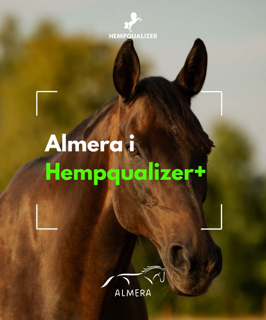 HEMPQUALIZER+ ALMERA USPOKOJENIE/WRZODY/IAD