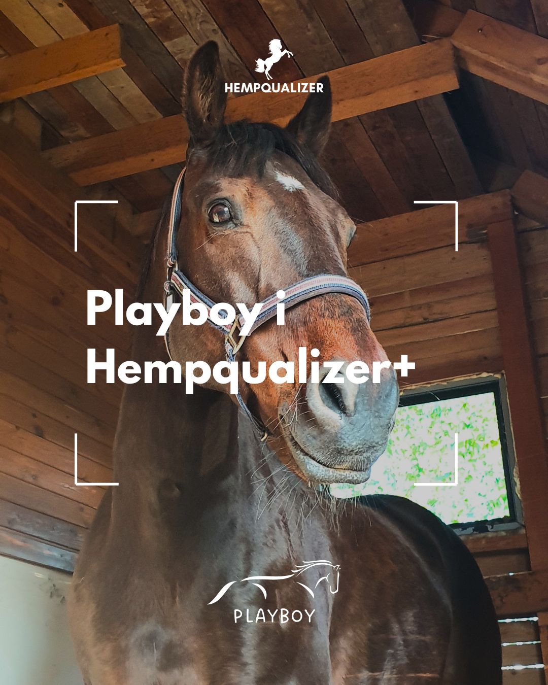 HEMPQUALIZER+ PLAYBOY RAO