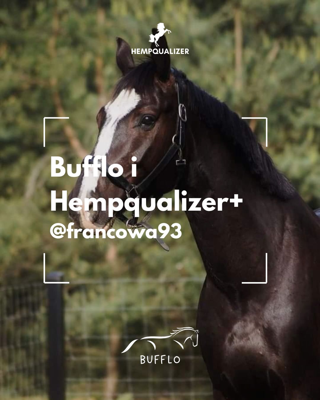 HEMPQUALIZER+ BUFFLO RAO