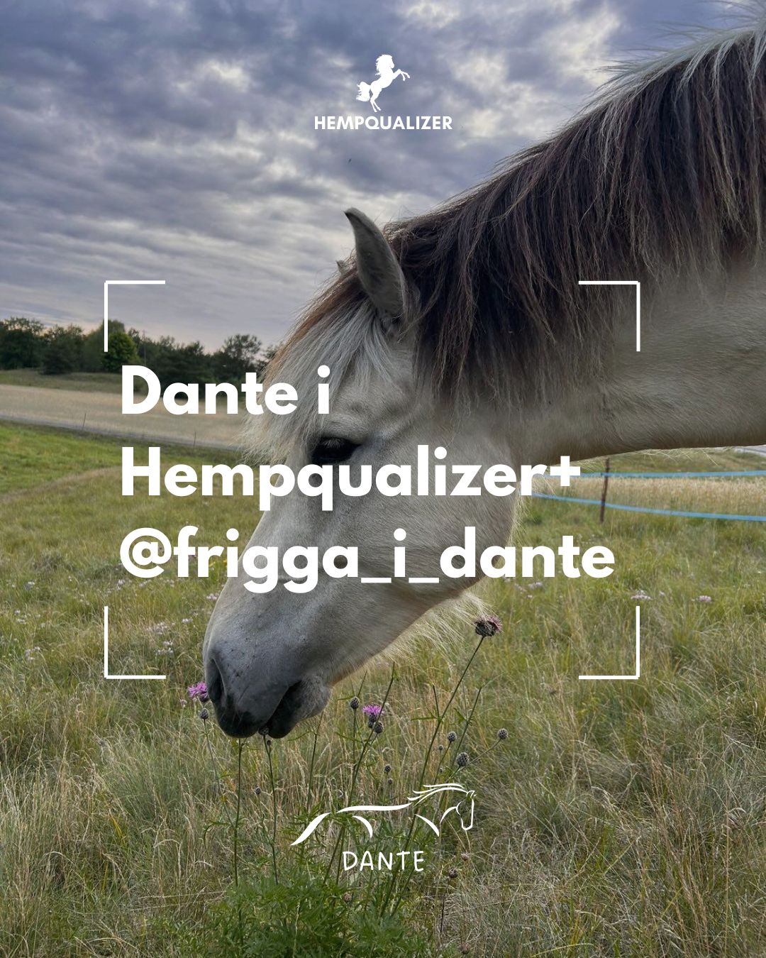 HEMPQUALIZER+ DANTE SZPAT