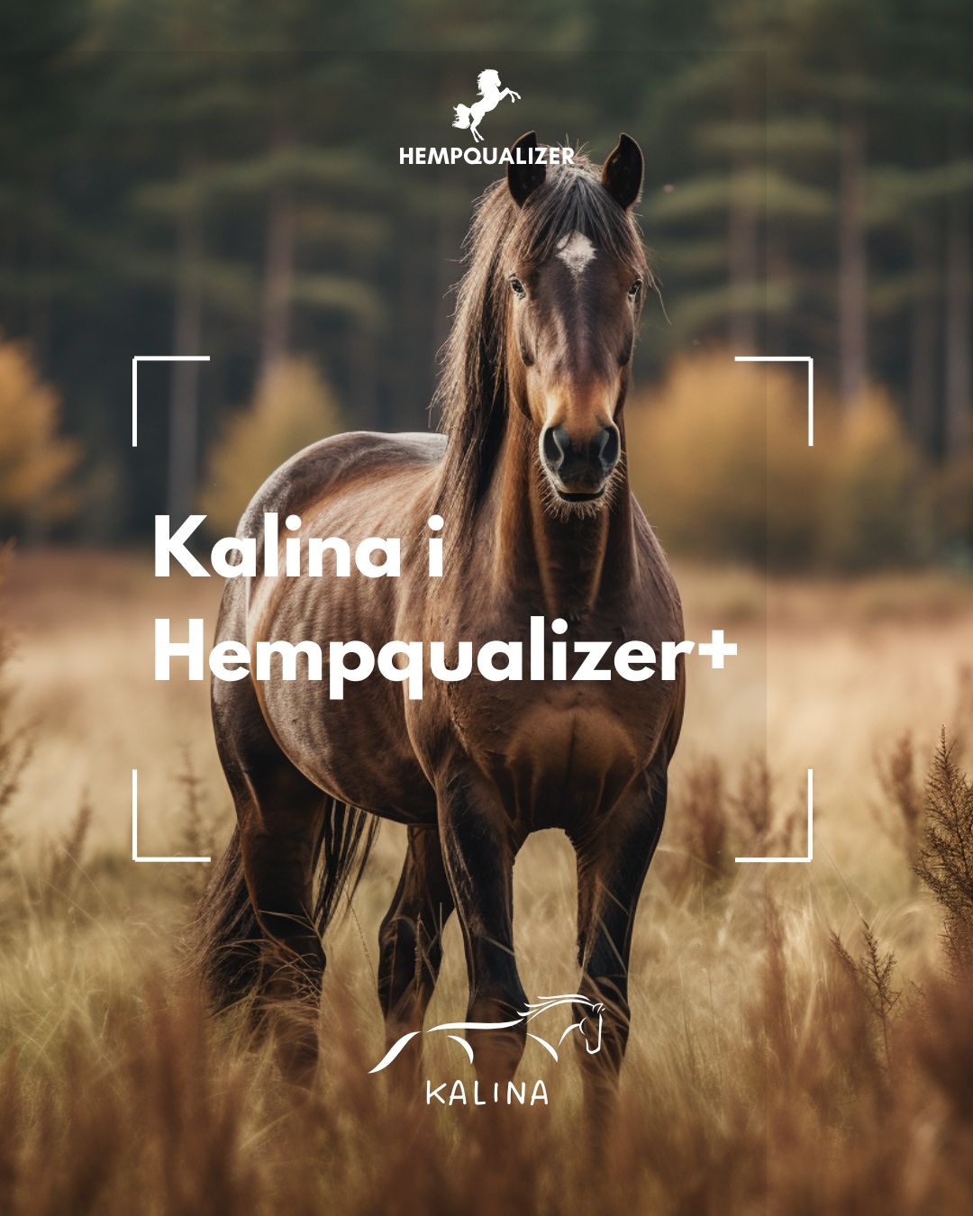 HEMPQUALIZER+ KALINA I SZPAT