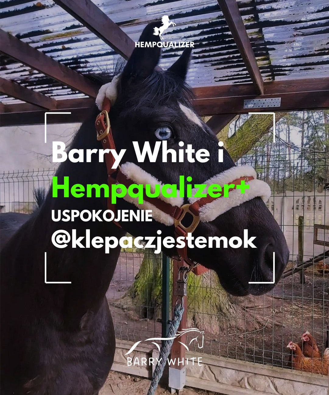 HEMPQUALIZER+ BARRY WHITE USPOKOJENIE