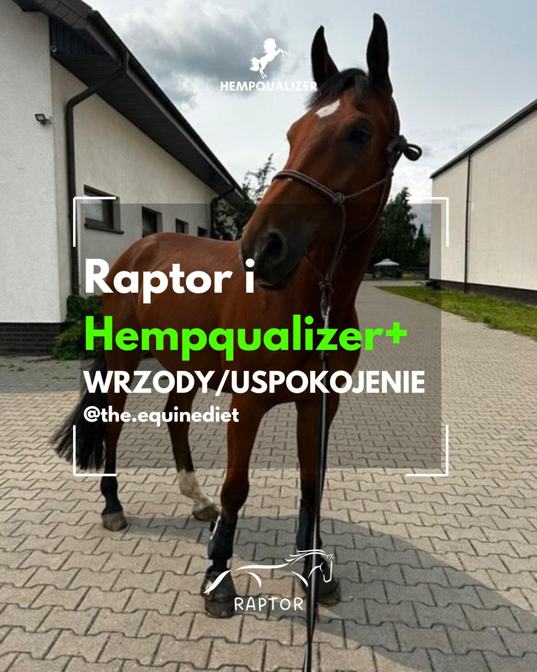 HEMPQUALIZER+ RAPTOR WRZODY/USPOKOJENIE