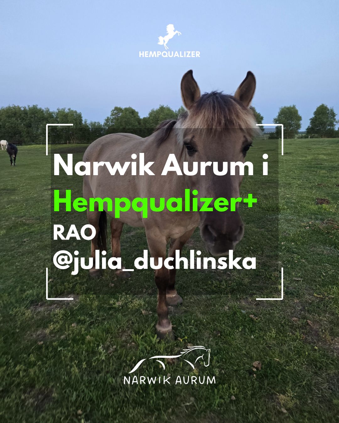 HEMPQUALIZER+ NARWIK AURUM RAO/ASTMA