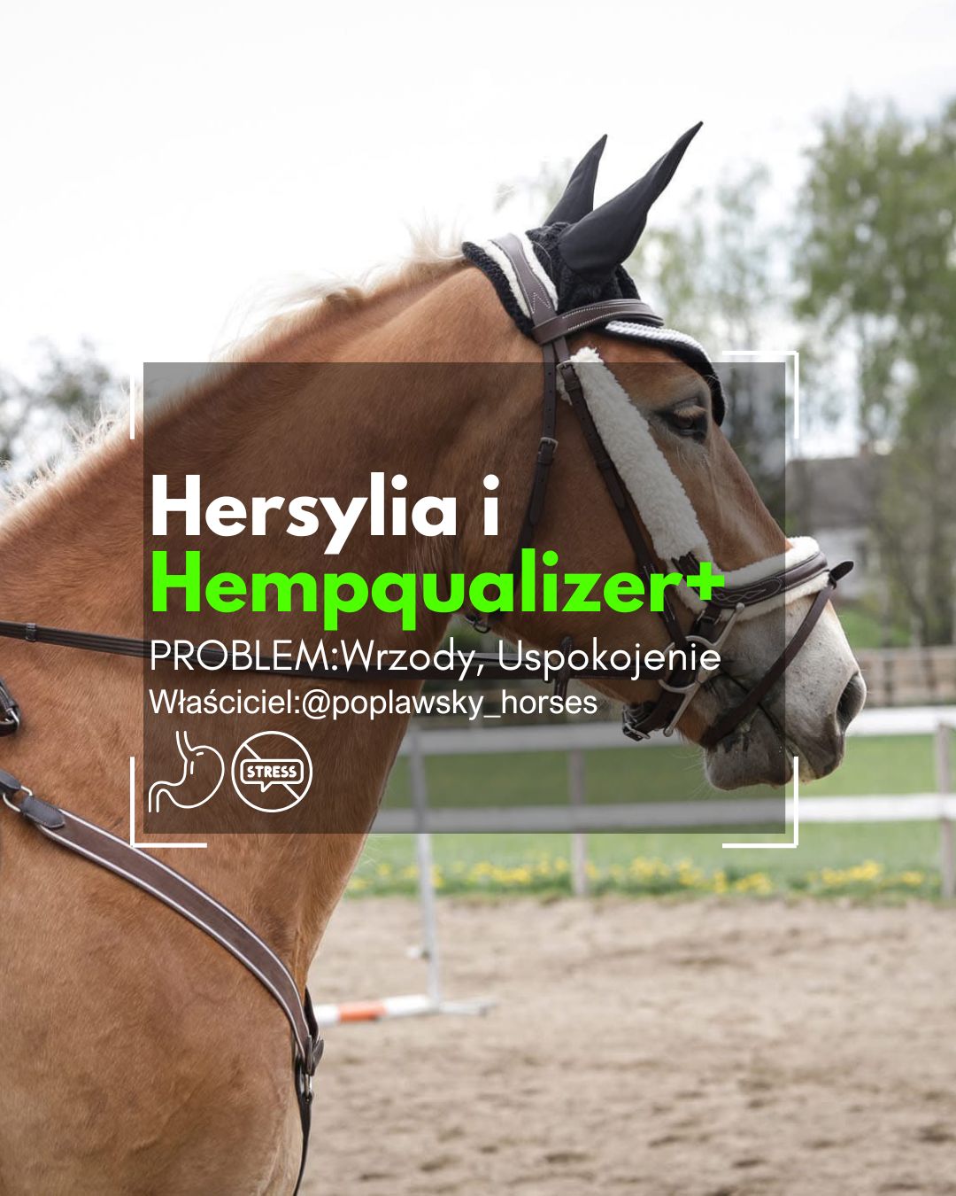 HEMPQUALIZER+ HERSYLIA WRZODY/USPOKOJENIE