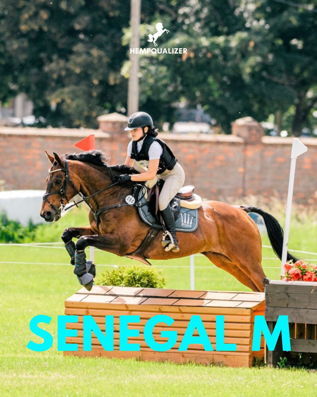 HEMPQUALIZER COMPETE SENEGAL M SPOKÓJ I KONCENTRACJA