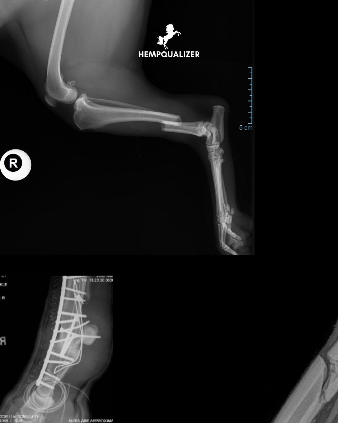 Dlaczego złamanie kończyny u konia to dramat?