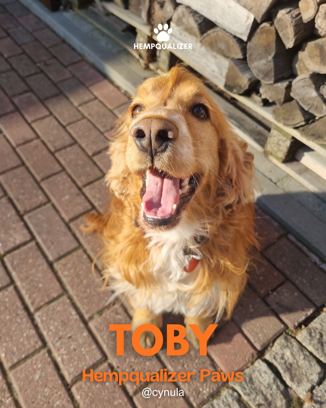 HEMPQUALIZER PAWS: TOBY-WIĘCEJ SKUPIENIA, MNIEJ CHAOSU