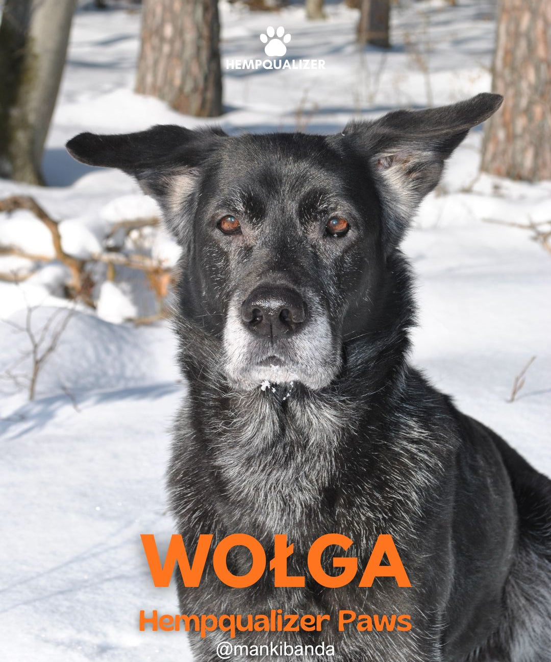 HEMPQUALIZER PAWS: WOŁGA I SPOKOJNA TERAPIA