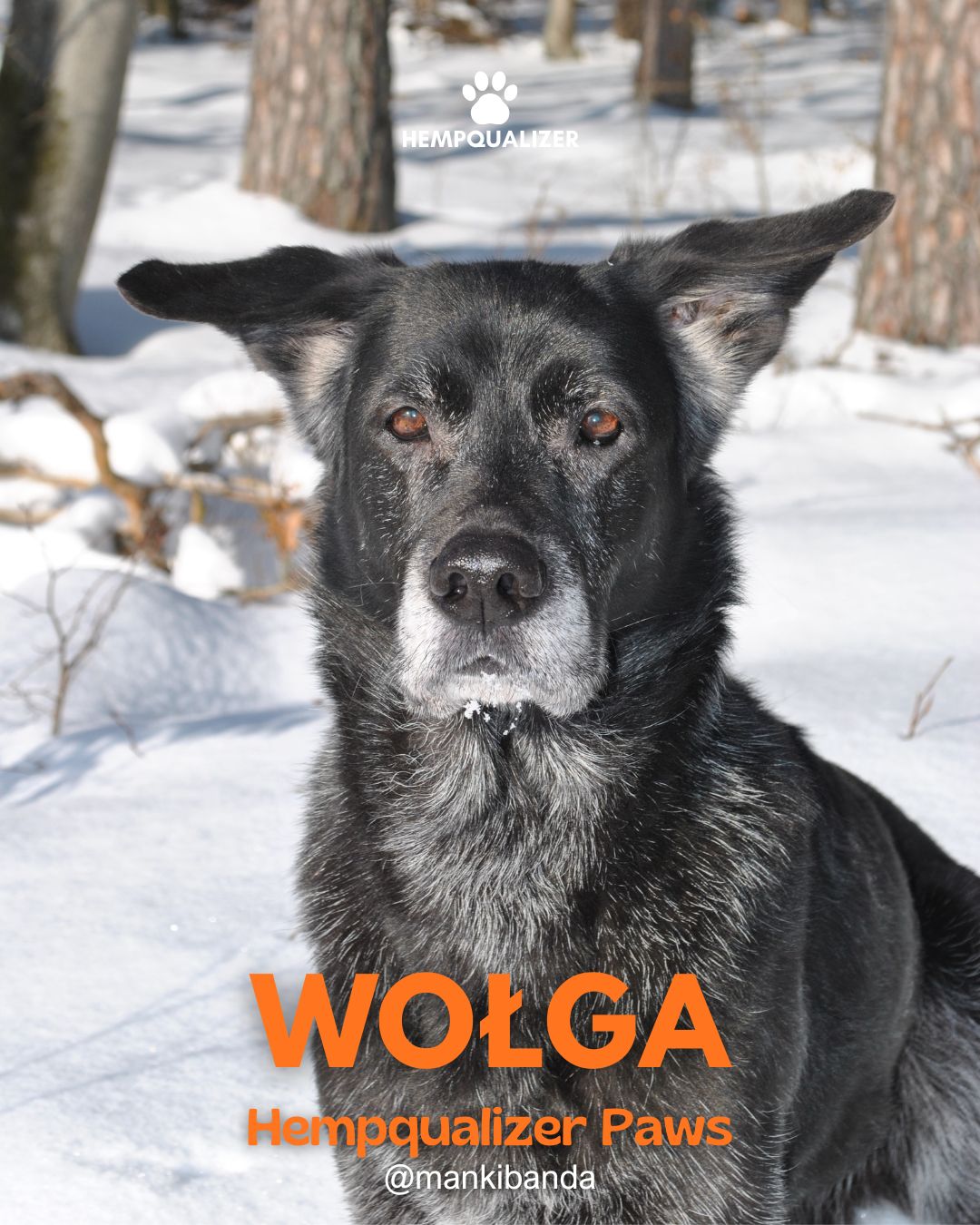 HEMPQUALIZER PAWS: WOŁGA I SPOKOJNA TERAPIA