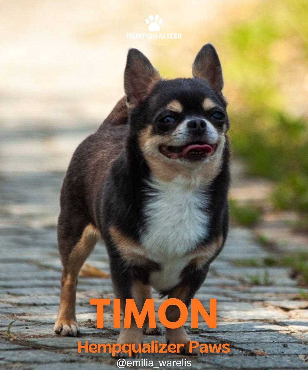 HEMPQUALIZER PAWS: TIMON I SPOKÓJ W STAJNI