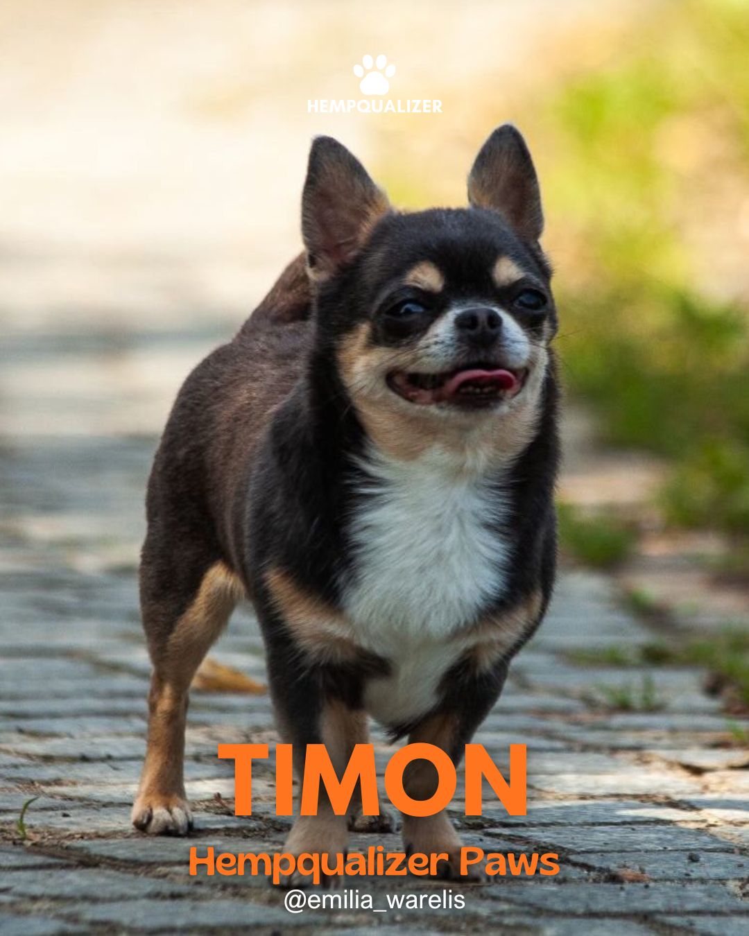 HEMPQUALIZER PAWS: TIMON I SPOKÓJ W STAJNI