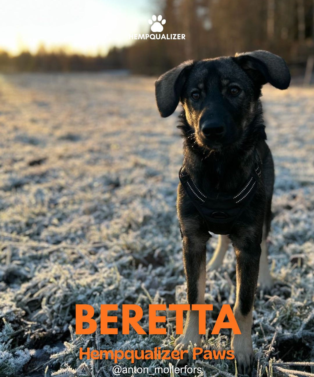 HEMPQUALIZER PAWS: BERETTA PIERWSZY SYLWESTER BEZ STRACHU