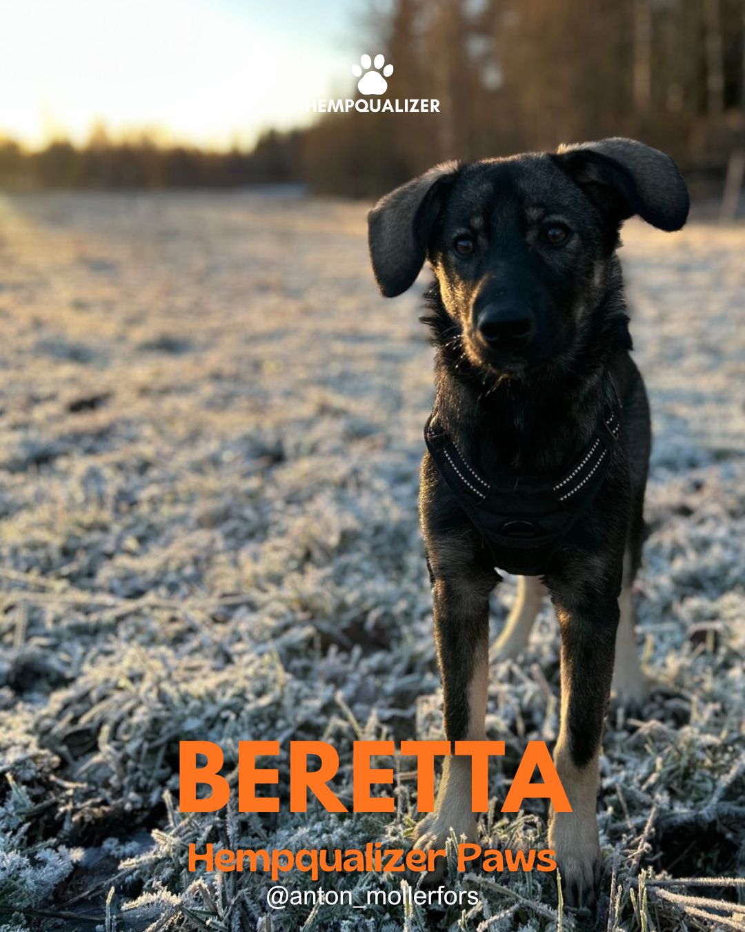 HEMPQUALIZER PAWS: BERETTA PIERWSZY SYLWESTER BEZ STRACHU