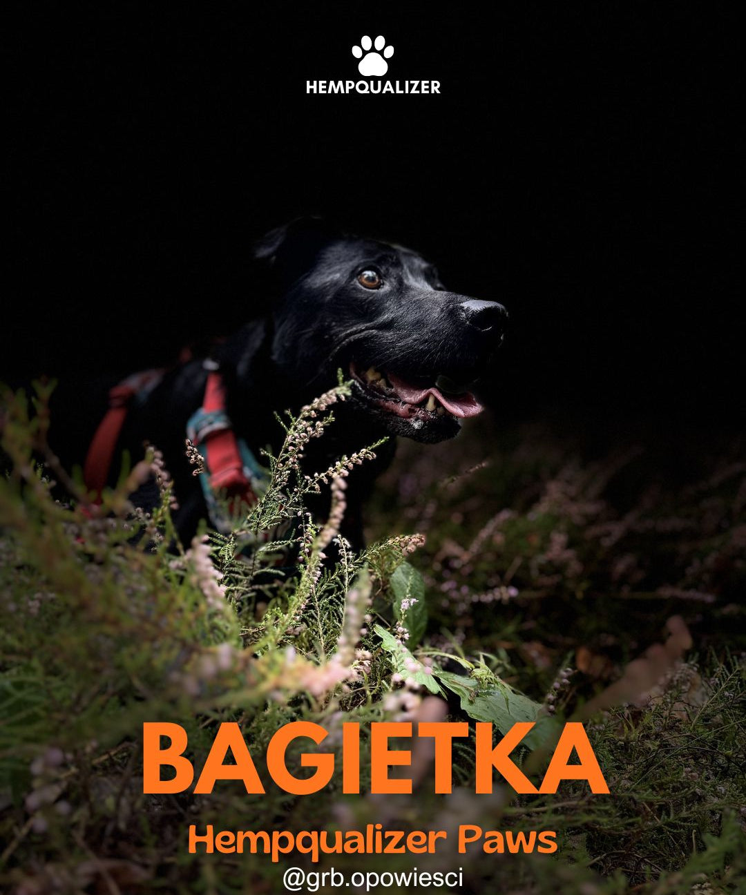 HEMPQUALIZER PAWS: BAGIETKA I NOCNE WĘDRÓWKI