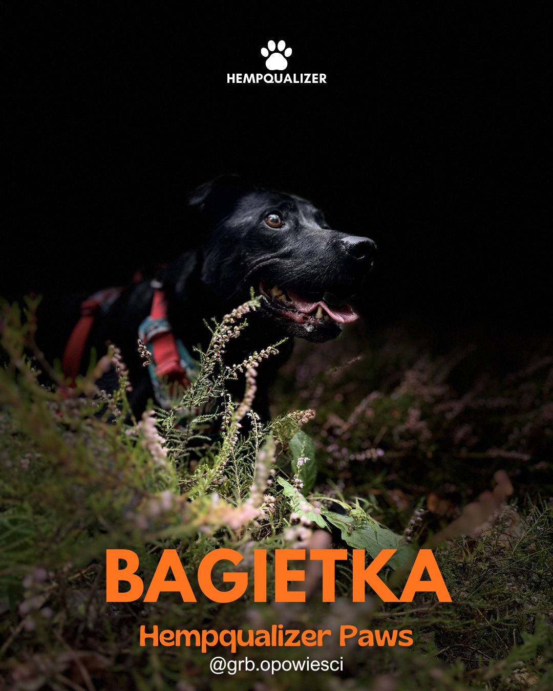 HEMPQUALIZER PAWS: BAGIETKA I NOCNE WĘDRÓWKI