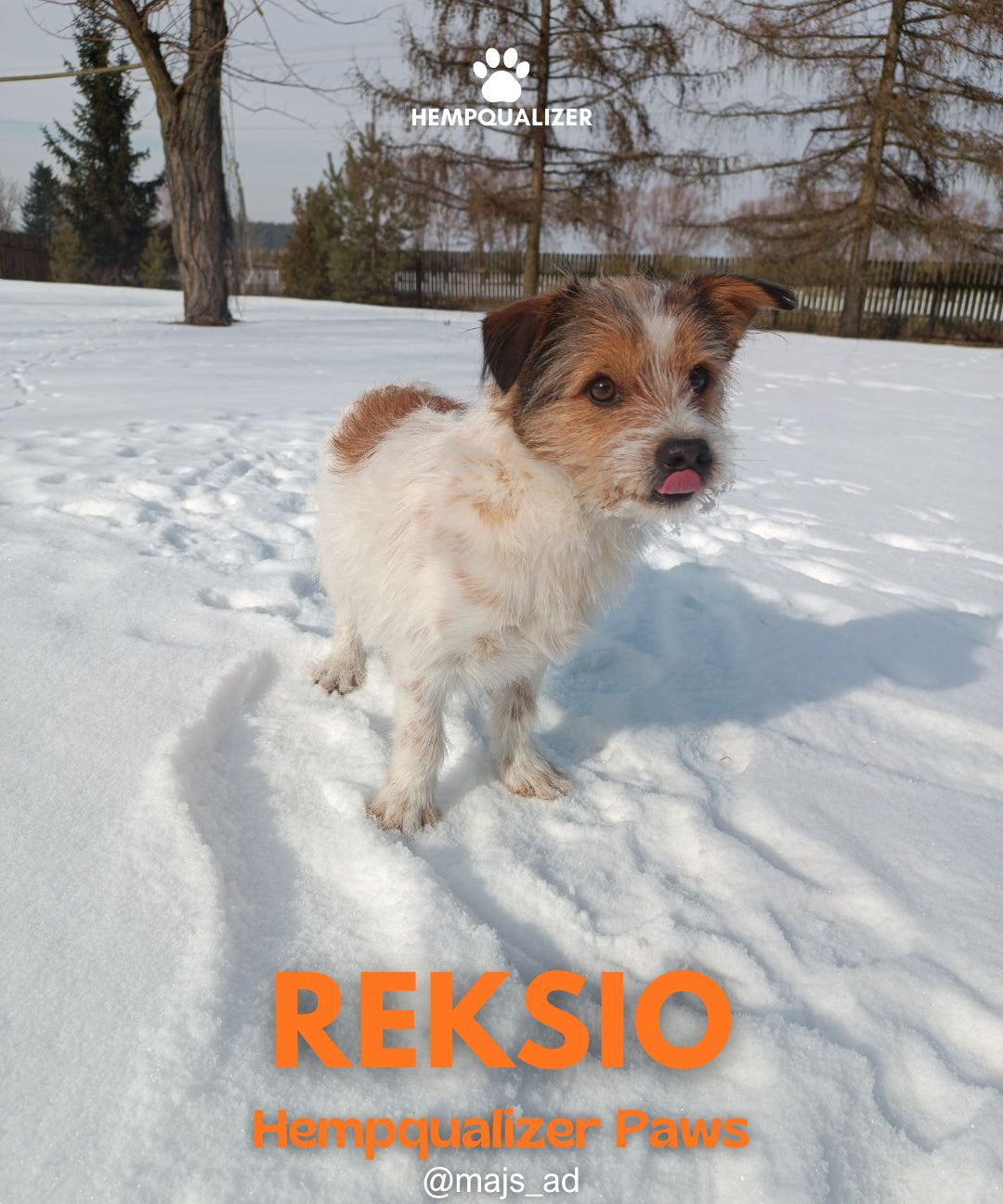 HEMPQUALIZER PAWS: REKSIO