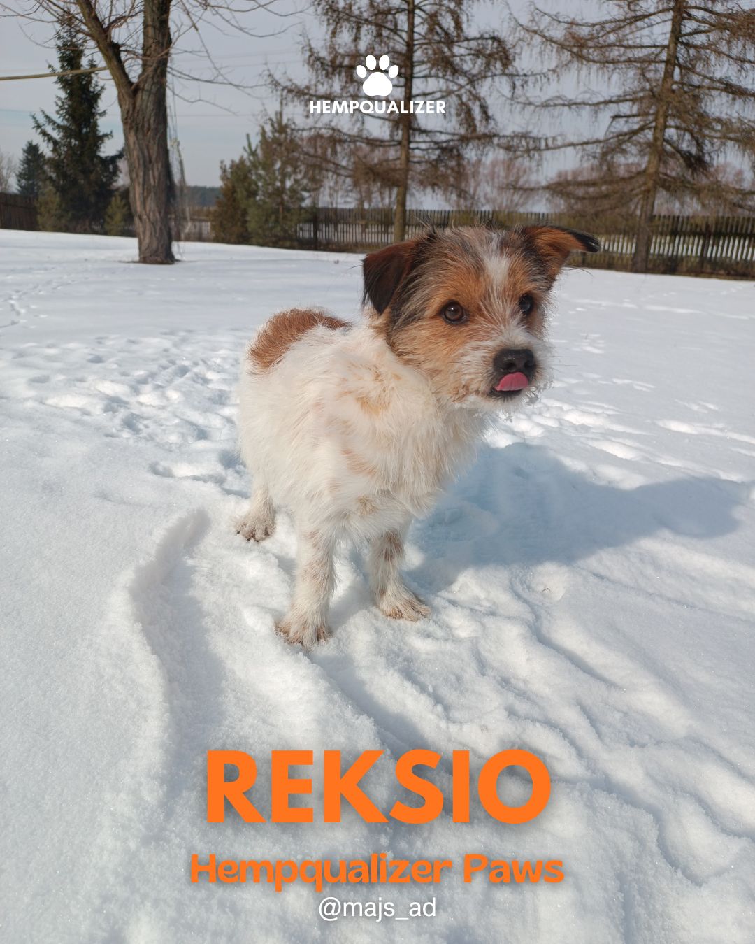 HEMPQUALIZER PAWS: REKSIO