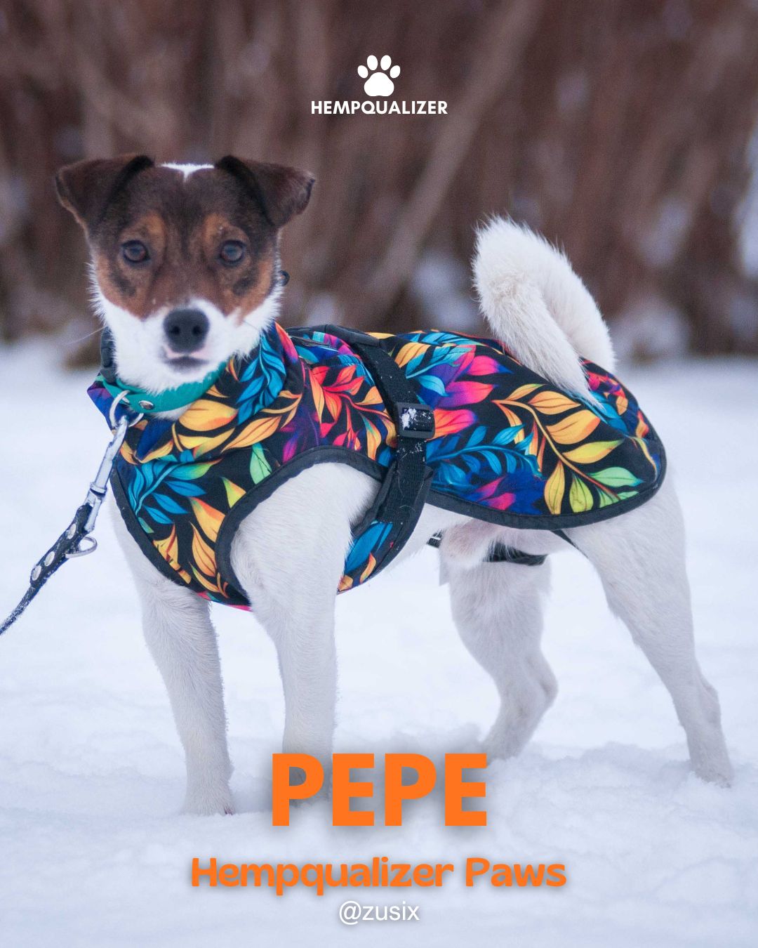 HEMPQUALIZER PAWS: PEPE