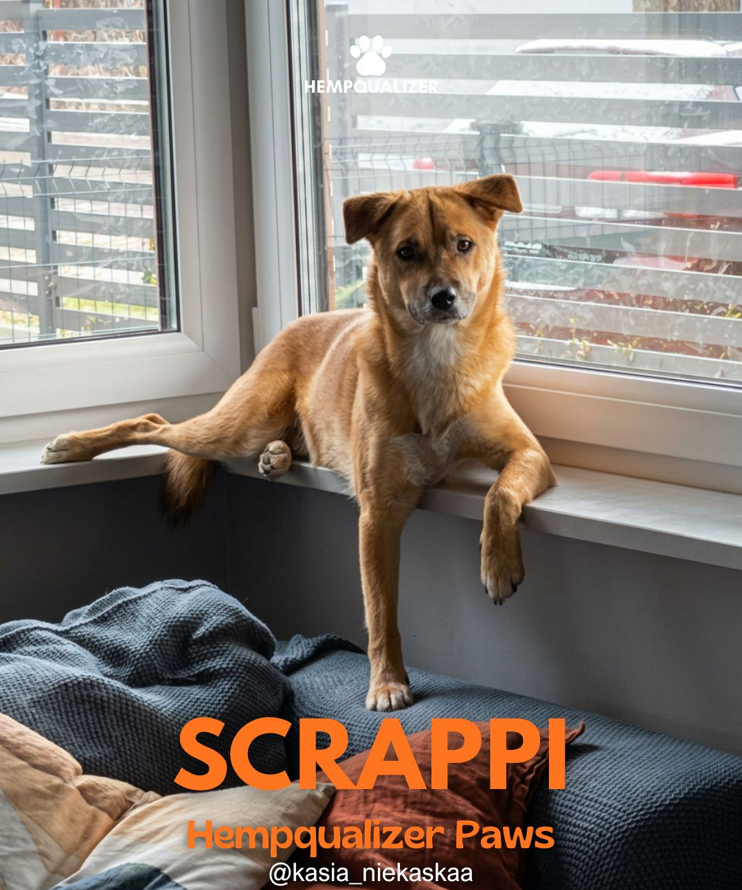 HEMPQUALIZER PAWS: SCRAPPI