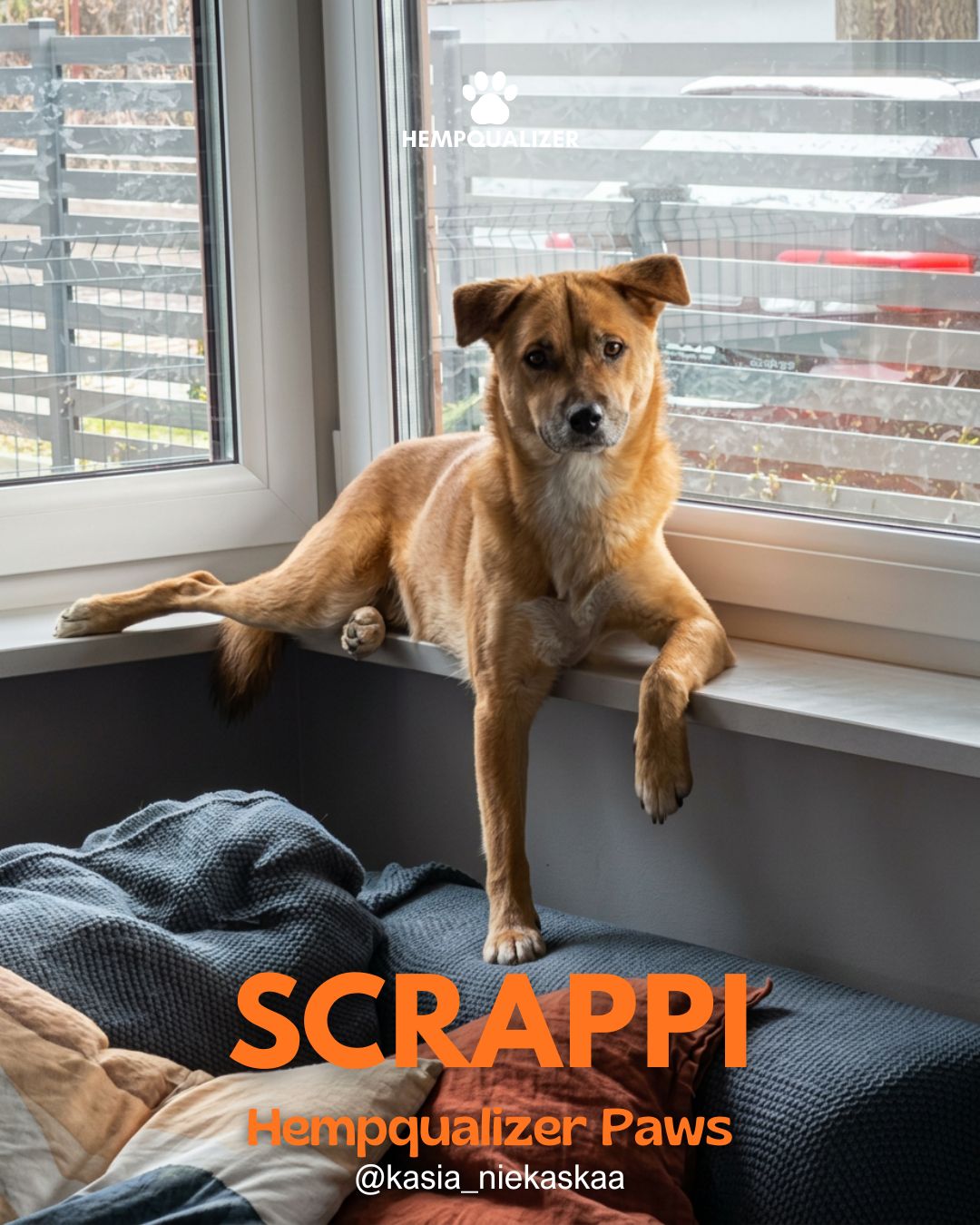 HEMPQUALIZER PAWS: SCRAPPI