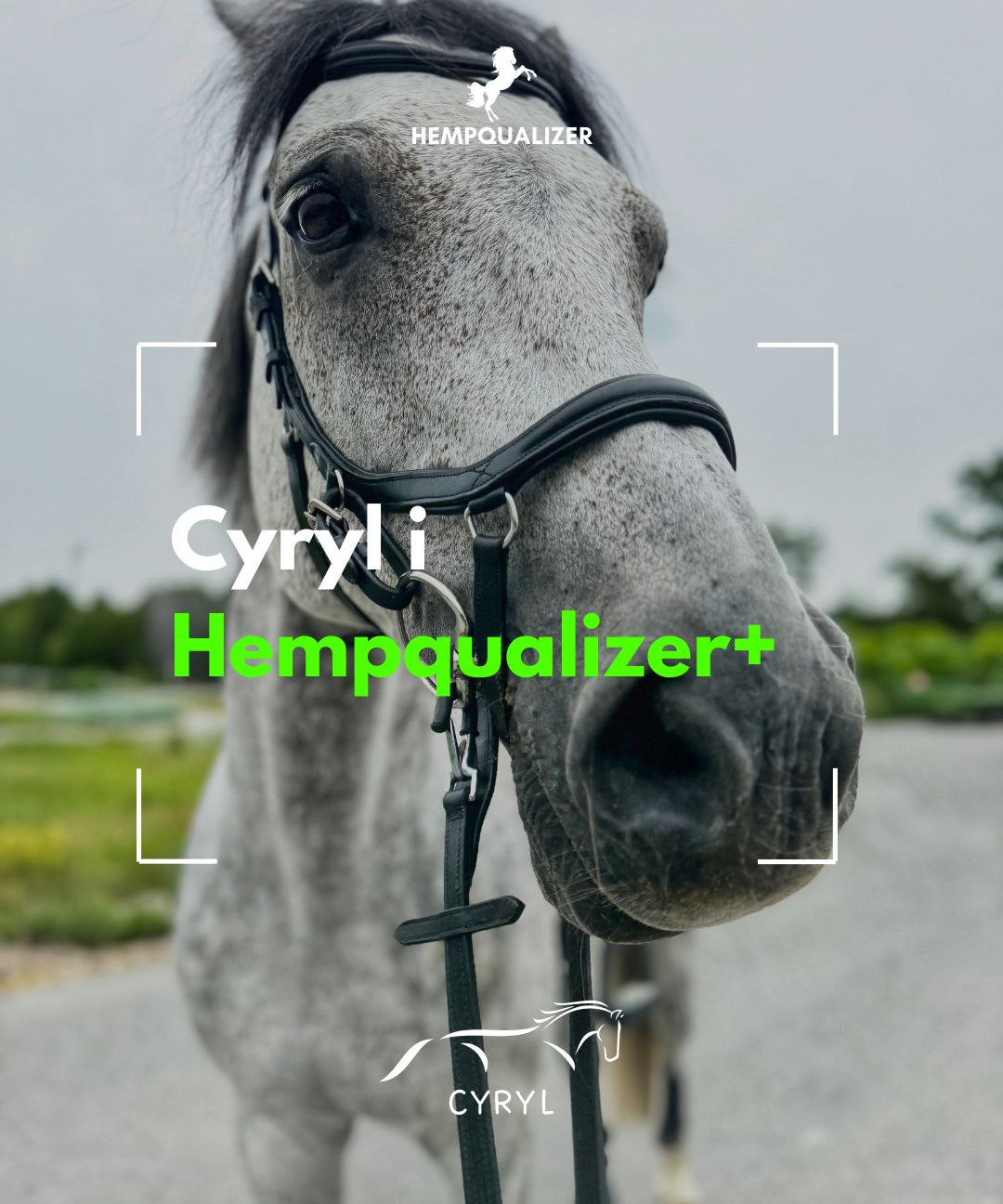 HEMPQUALIZER+ CYRYL USPOKOJENIE/WRZODY/STAWY