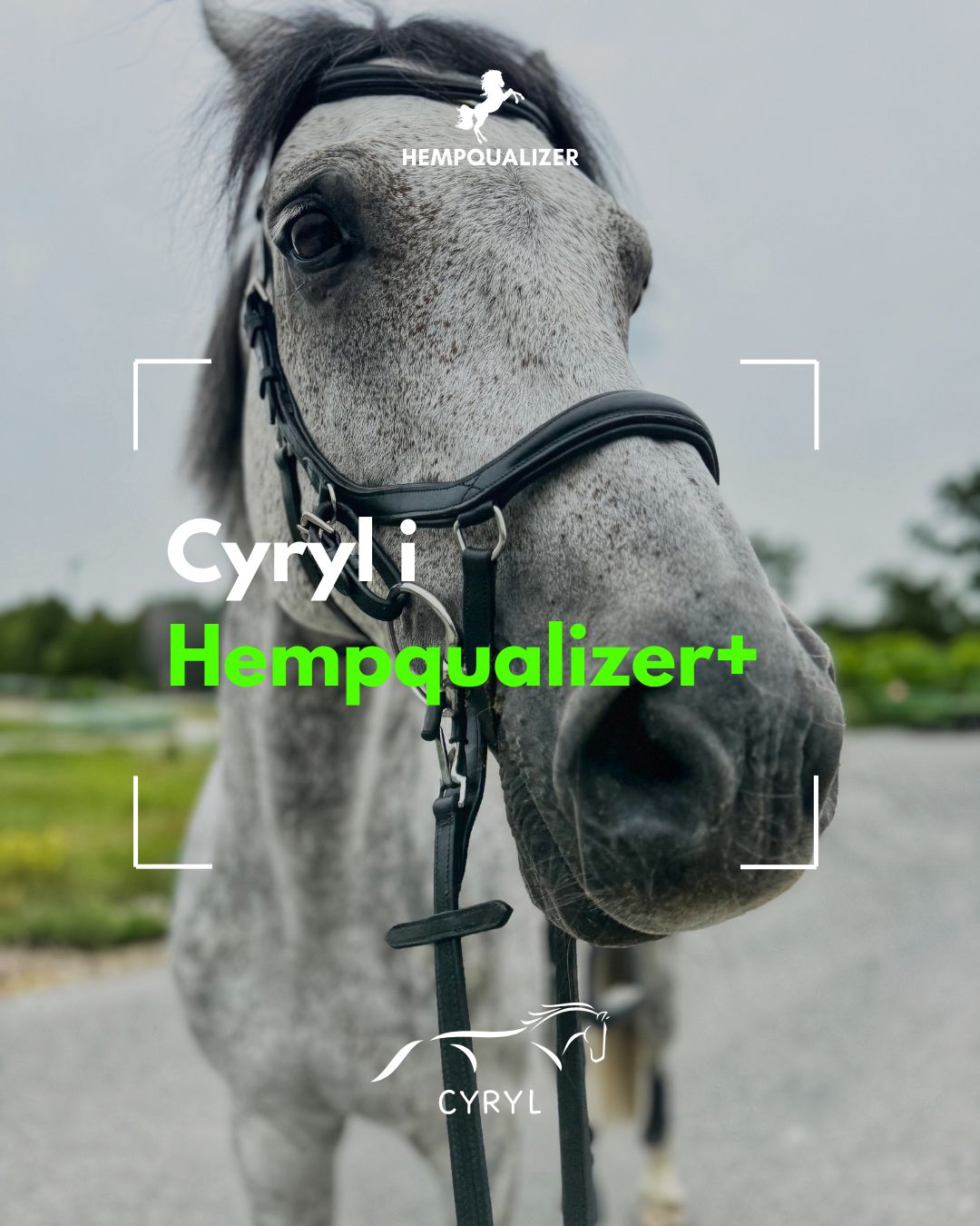 HEMPQUALIZER+ CYRYL USPOKOJENIE/WRZODY/STAWY