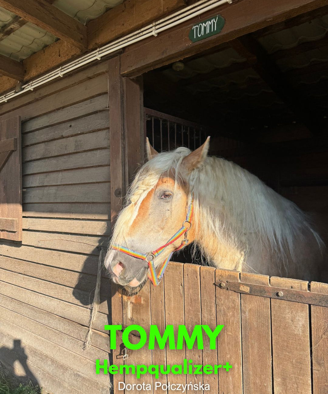 HEMPQUALIZER+: TOMMY