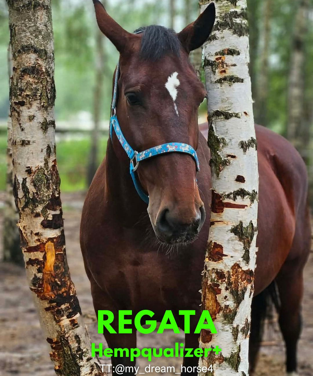 HEMPQUALIZER+: REGATA