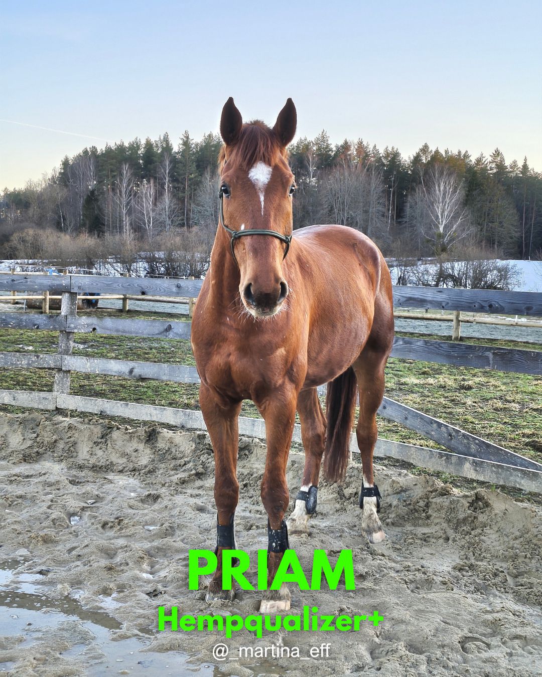 HEMPQUALIZER+ : PRIAM