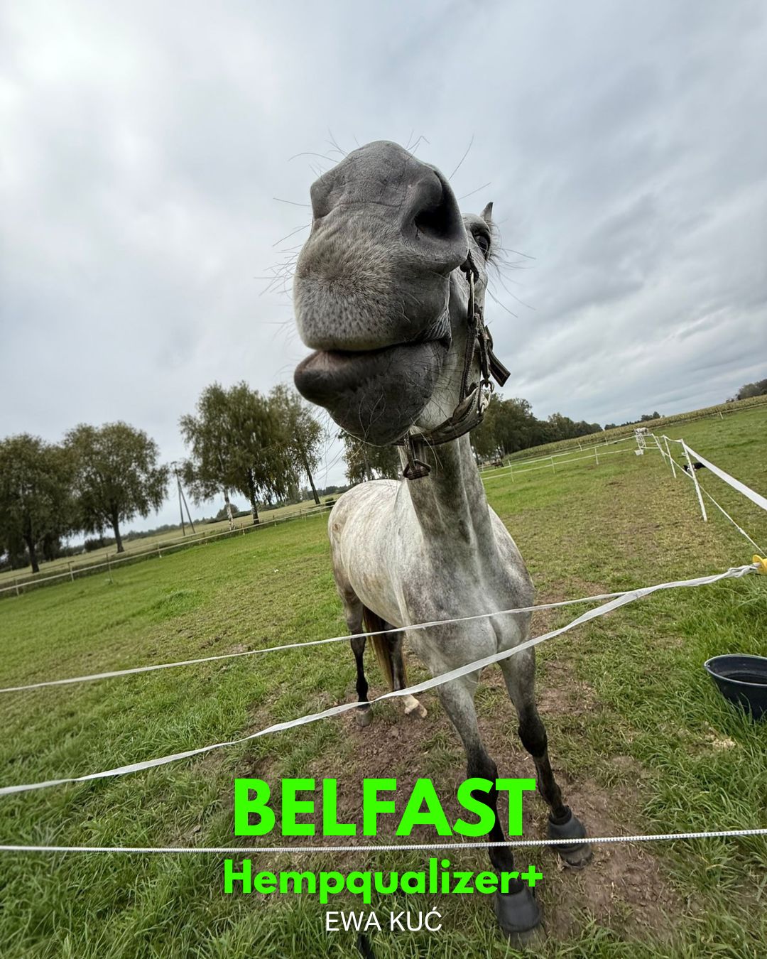 HEMPQUALIZER+: BELFAST